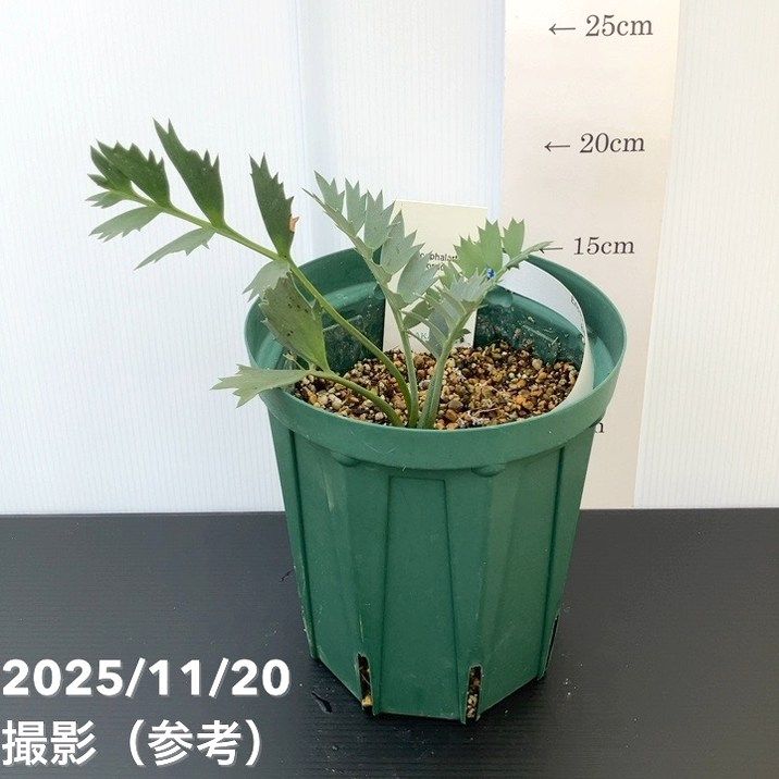 観葉・多肉,ソテツ類の購入なら赤塚植物園オンライン 花の音｜花苗