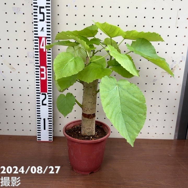 フィカス ウンベラータ 5号｜観葉04-PA