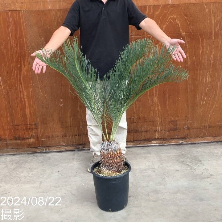 ベストセレクション サイカス カイルンシアナ 当社最高級 スーパー