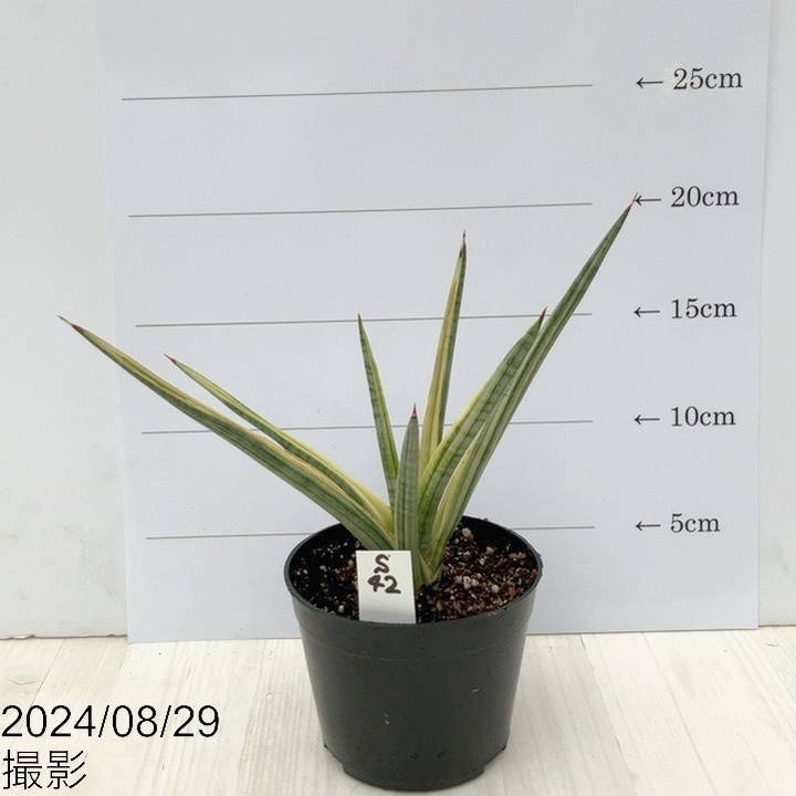 【現品お届け】サンスベリア 3.5号 ロイヤルクラウン（子株）（S42）｜観葉02-D2