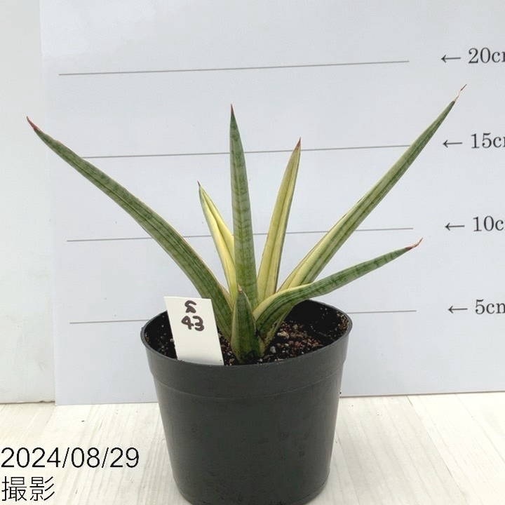 レア サンスベリア カミーロ サンセベリア sansevieria camilo PL