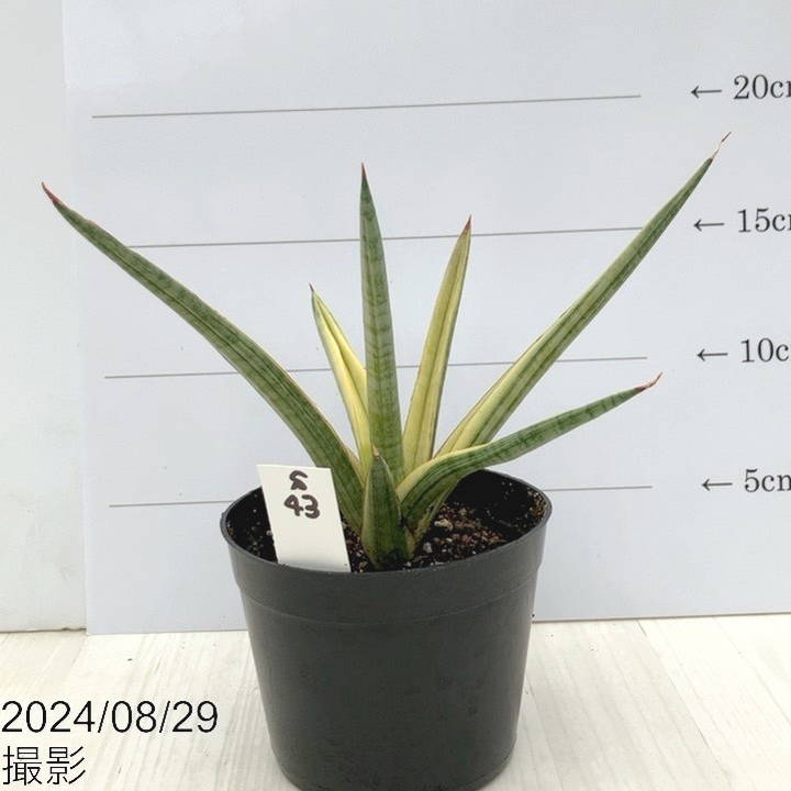 【現品お届け】サンスベリア 3.5号 ロイヤルクラウン（子株）（S43）｜観葉02-D2