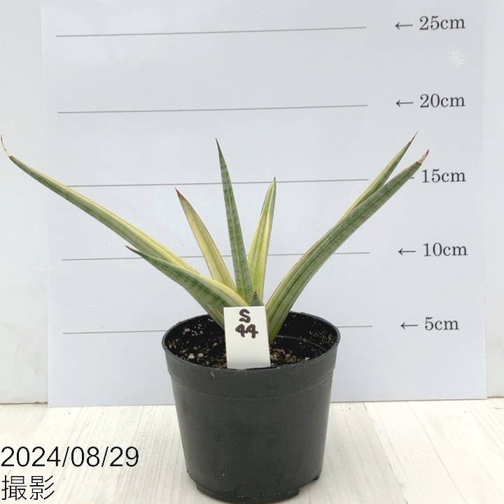 【現品お届け】サンスベリア 3.5号 ロイヤルクラウン（子株）（S44）｜観葉02-D2