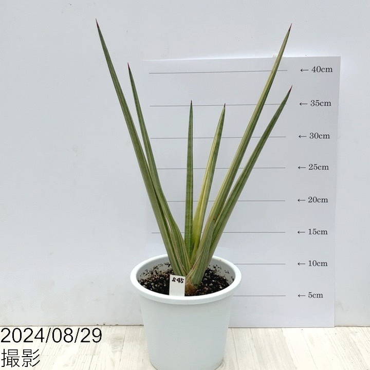 【現品お届け】サンスベリア 5号 ロイヤルクラウン 白プラ鉢仕様（S45）｜観葉02-D2