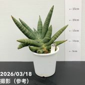 サンスベリア 4号 ハイブリッドシルバー Hyb.Silver｜観葉02-D2 | 観葉