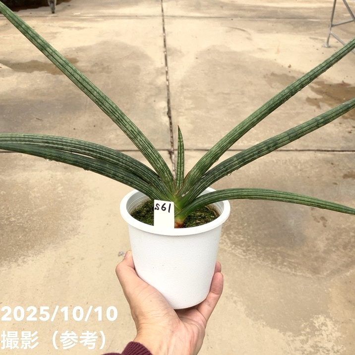赤塚植物園自社農場,サンスベリア（サンセベリア）,サンセベリア1点物
