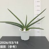 旅人の木（タビビトノキ）7号｜観葉10-TU | 観葉・多肉 | 赤塚植物園