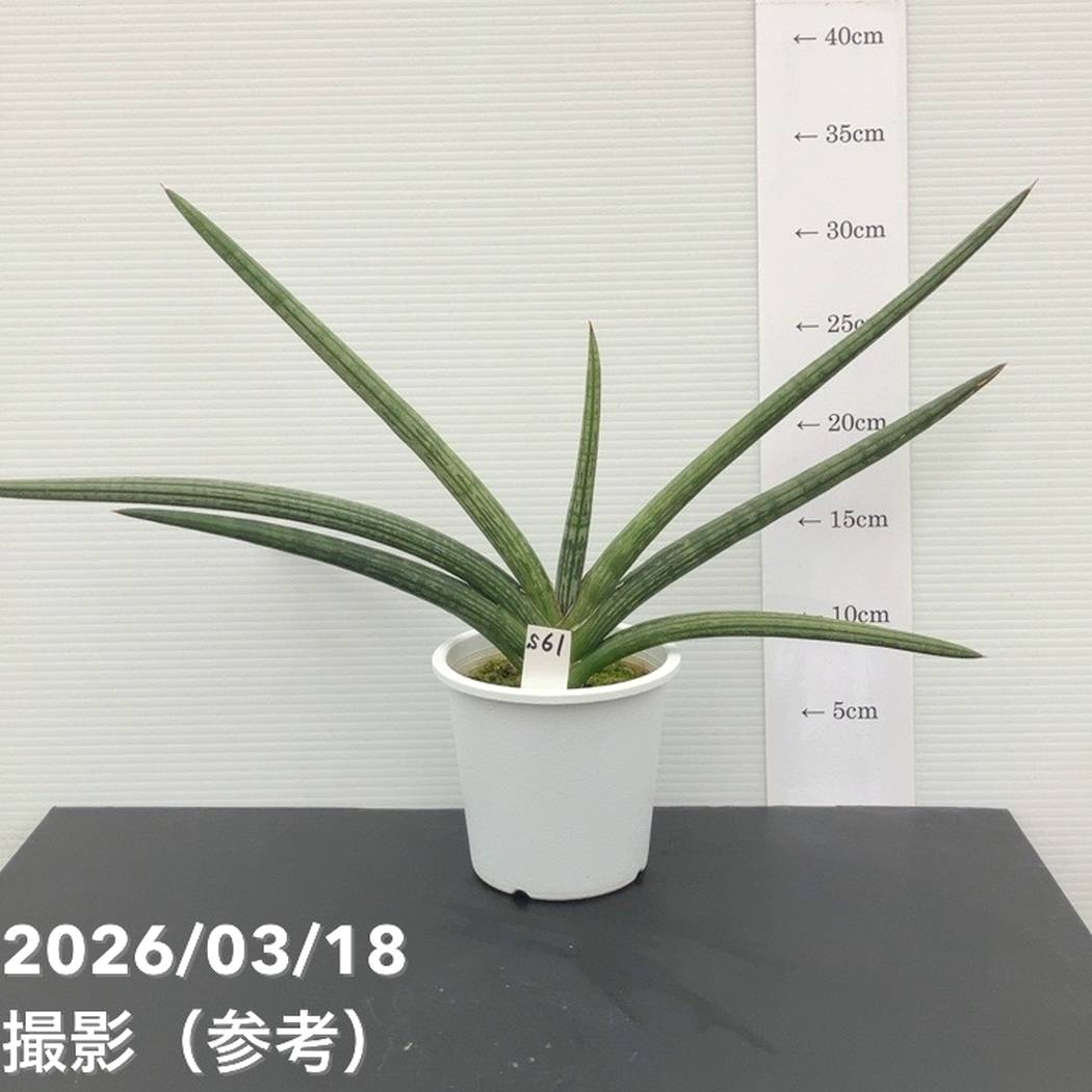 現品お届け】サンスベリア 4号 スパイダ― 白プラ鉢仕様（S61）｜観葉02