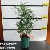 k*s様 特選品③実が20個以上付いてるフィンガーライム・リトルルビー フィンガーライム リトルビューティー 苗 販売 苗木部 By 花