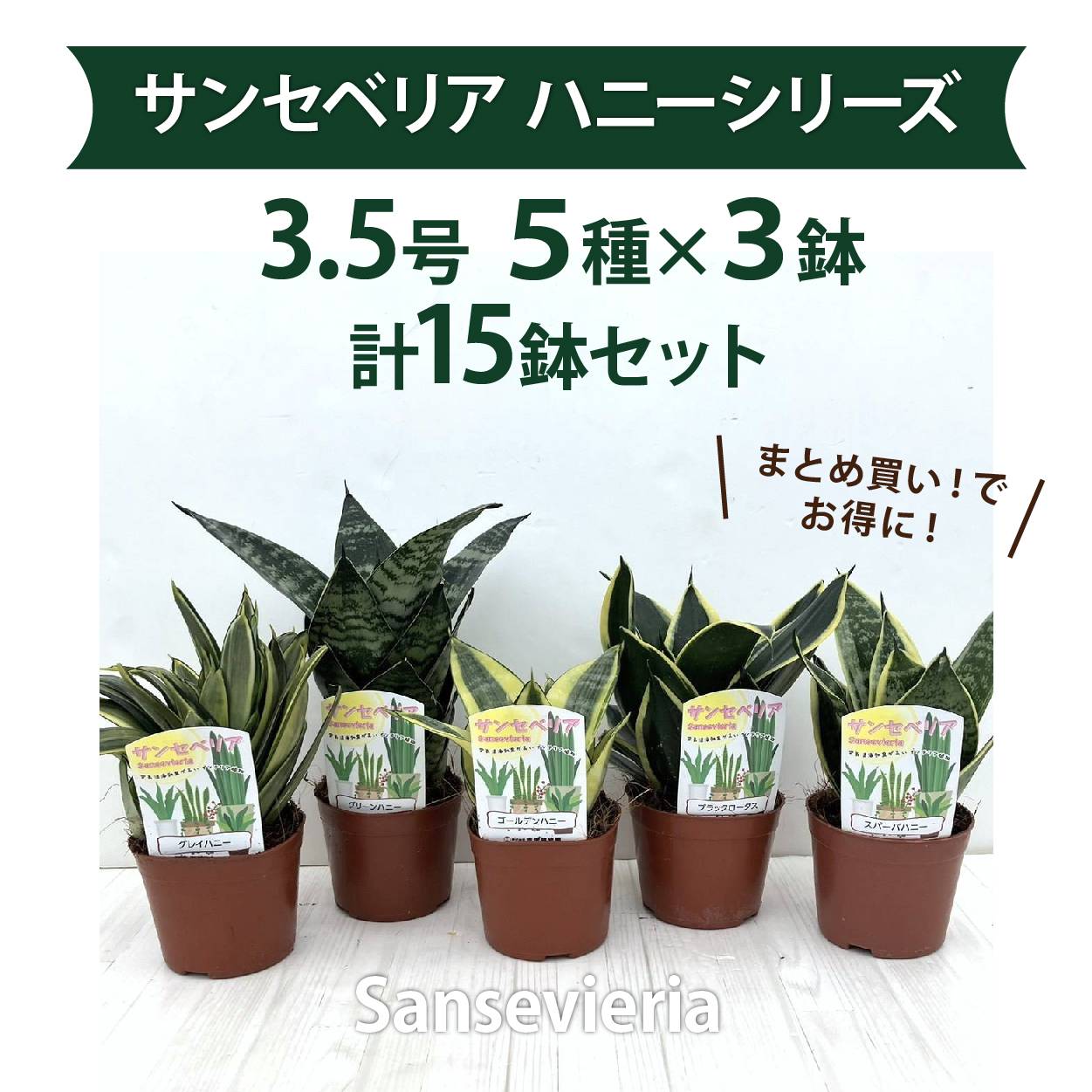 【まとめ買い!】サンスベリア 3.5号 ハニーシーリーズ 5種×各3鉢セット|観葉02-D2
