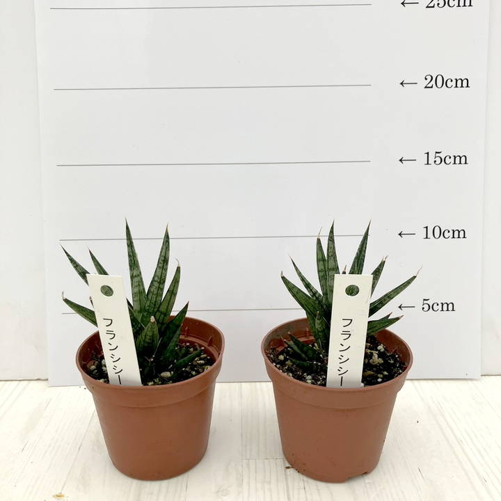 サンスベリア 2.5号 フランシシー 2鉢セット｜観葉02-D2