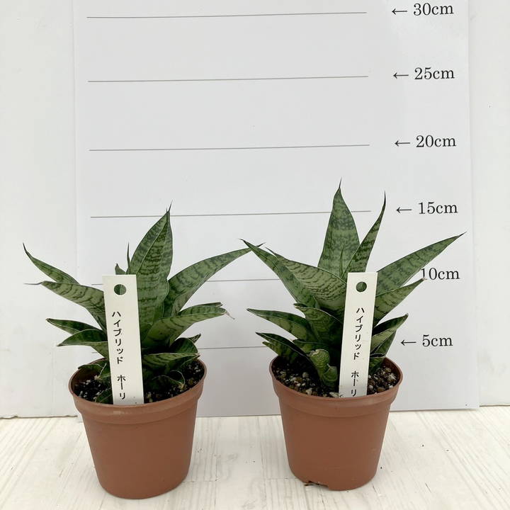 サンスベリア 2.5号 ハイブリッド ‘ホーリ’ 2鉢セット｜観葉02-D2