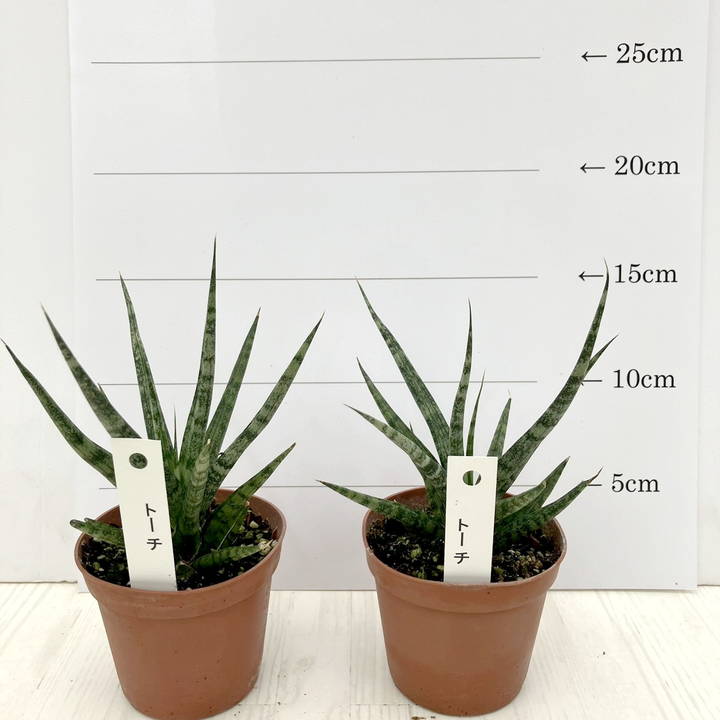 サンスベリア 2.5号 トーチ 2鉢セット｜観葉02-D2