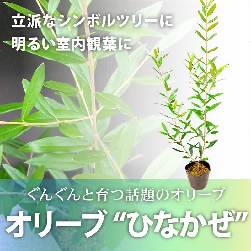 オリーブ ひなかぜ 3.5号｜果樹01-D1