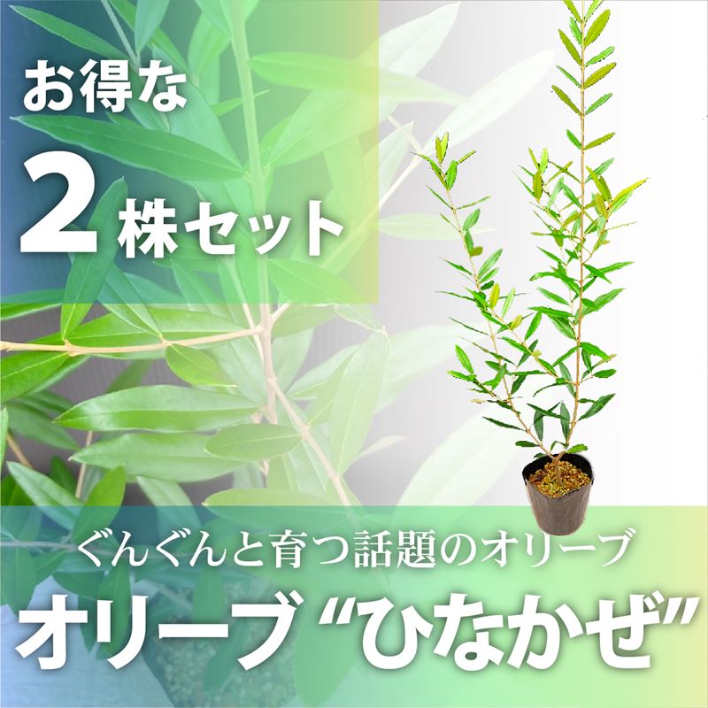 オリーブ ひなかぜ 3.5号 お得な2株セット｜果樹01-D1