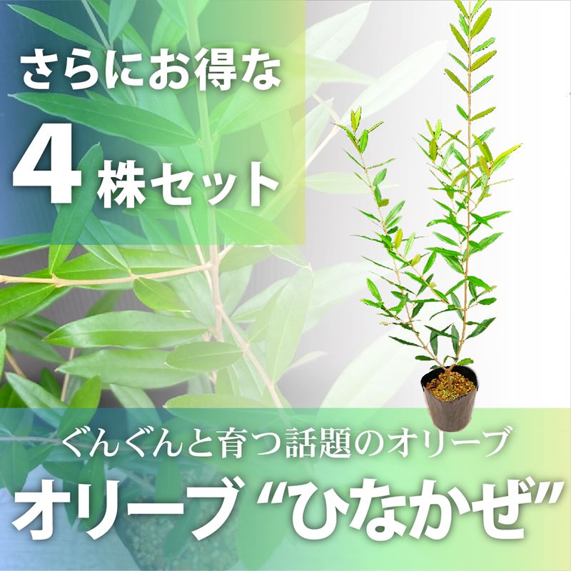 オリーブ ひなかぜ 3.5号 さらにお得な4株セット｜果樹01-D1