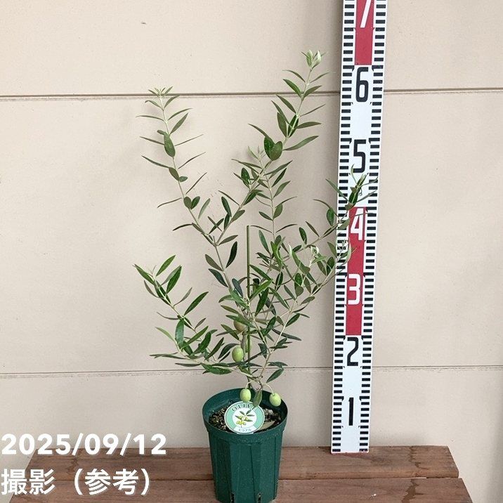 オリーブの木 サンタゴスティーノ 常緑樹 若木 約69cm オリーブの木