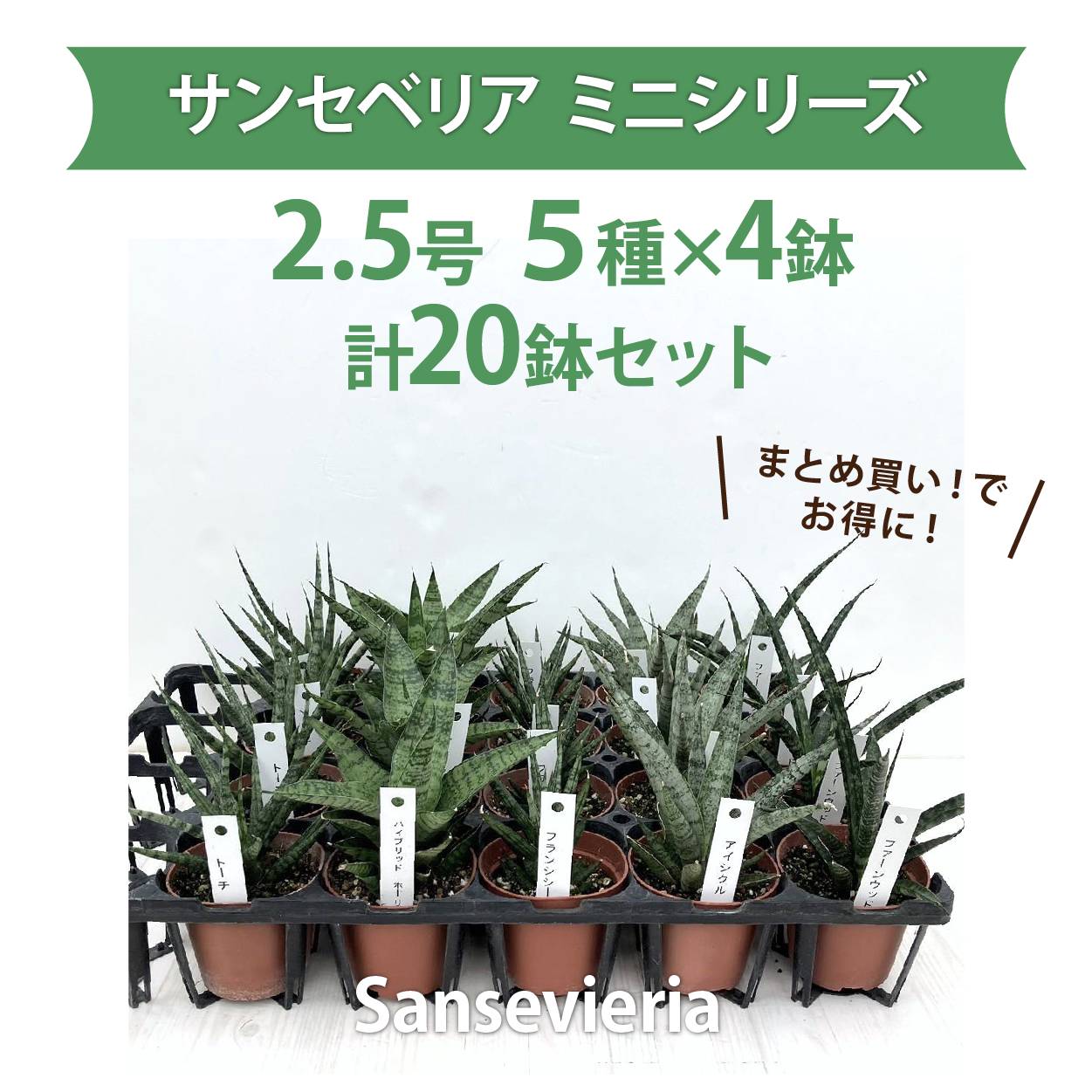 【まとめ買い!】サンスベリア 2.5号 ミニシリーズ 5種×各4鉢セット|観葉02-D2