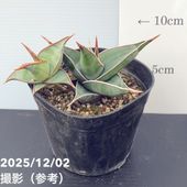 アガベ　阿修羅　NO,4 アガベ 阿修羅 現品お届け】アガベ 4号 チタノタ 阿修羅 Agave