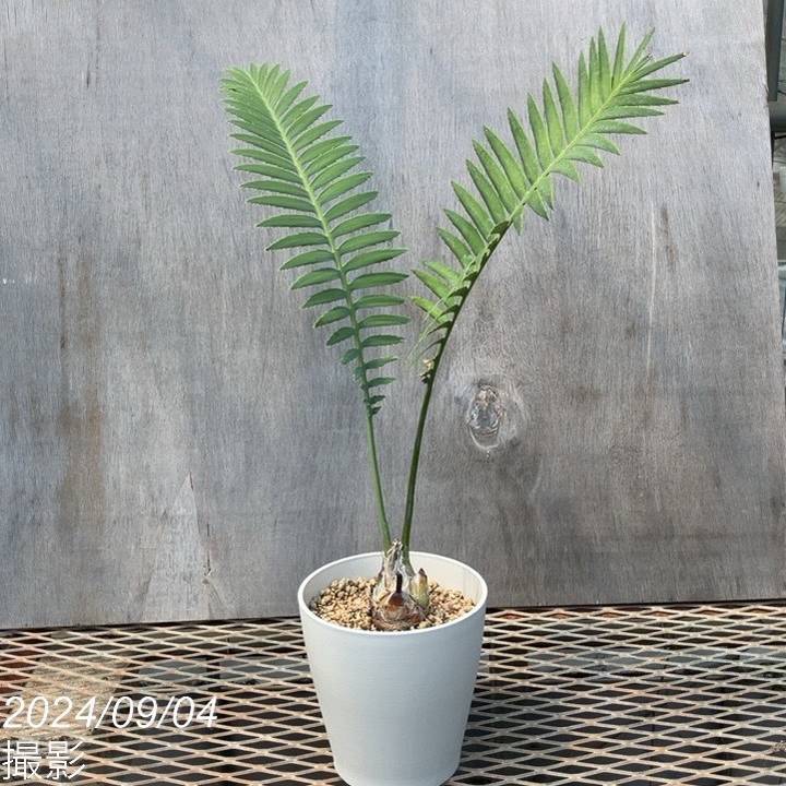 ディオーン スピヌロスム 5号白プラ鉢 |観葉01-D1