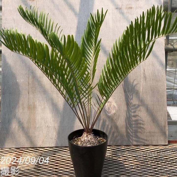 ザミア フロリダーナ（メキシコソテツ）6号黒プラ鉢 ｜観葉01-D1