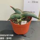 フ*ン様 サンスベリア バナナ 斑入り LONG FORM Yahoo