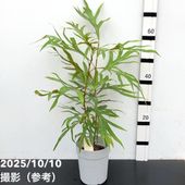 現品お届け】アンスリウム キングオブスペード King of spade