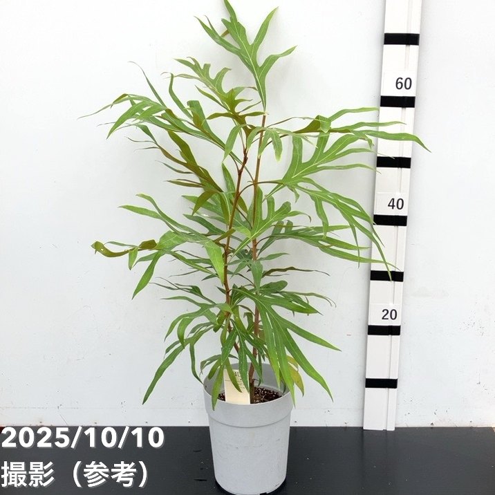 グレビレア バイレアナ 5号|花木10-TU