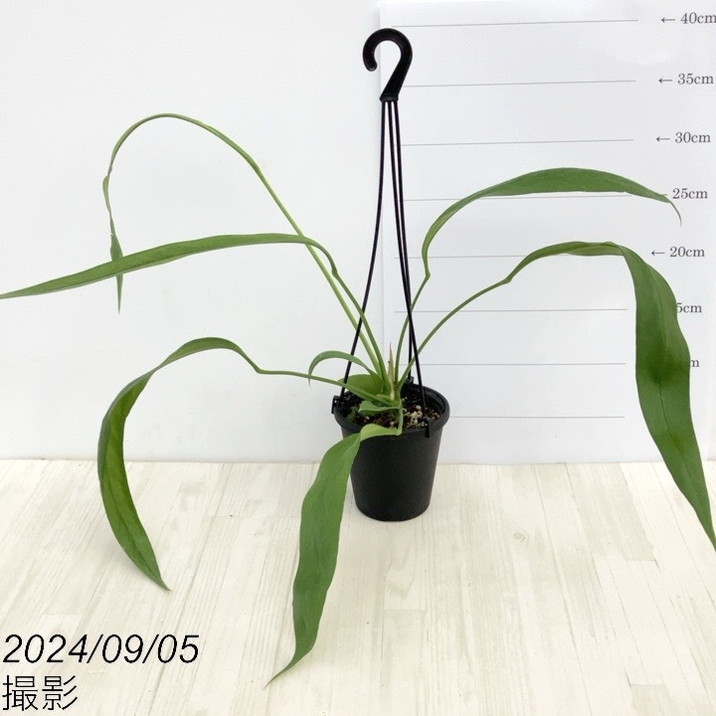 アンスリウム ビッタリフォリウム 3.5号 吊り鉢仕様|観葉10-TU