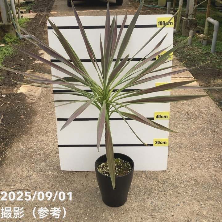 コルジリネ 8号 オーストラリス チョコミント｜s200｜草花01-D1