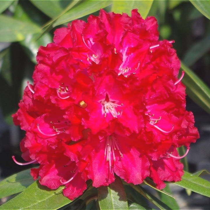 シャクナゲ スーパーローディー 3.5号 バーニングラブ｜花木01-D1