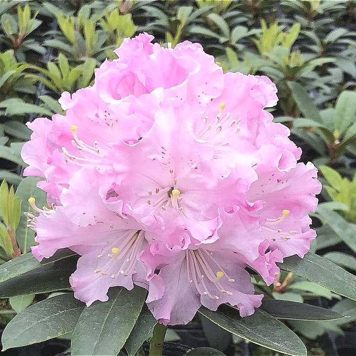 シャクナゲ スーパーローディー 3.5号 パトリシア｜花木01-D1