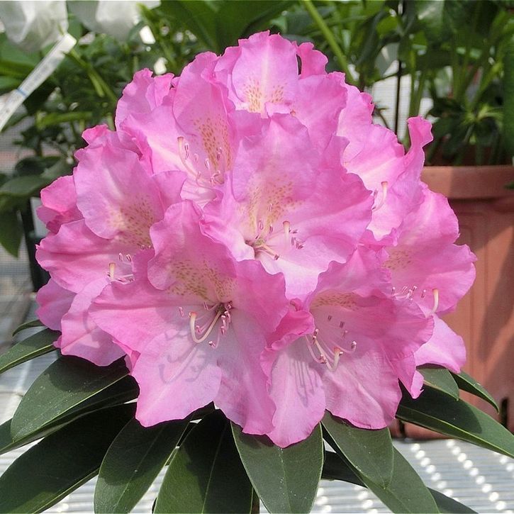 シャクナゲ スーパーローディー 3.5号 ラブミー|花木01-D1