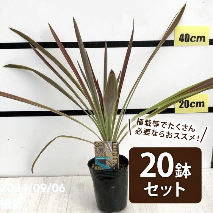 【まとめ買い！】コルジリネ 3.5号 オーストラリス チョコミント 20鉢セット｜観葉01-D1
