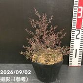 椿 ツバキ 4号 ブラッシュフィールズイエロー［こだわりの前田