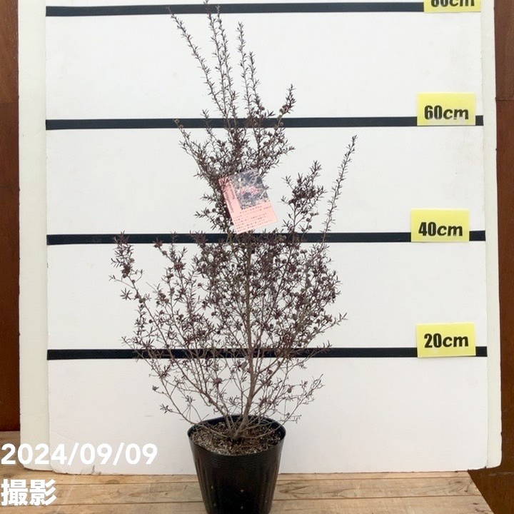 レプトスペルマム ナニュームルブルム 5号 ※お届けに10日程度かかる場合がございます。｜花木10-TN