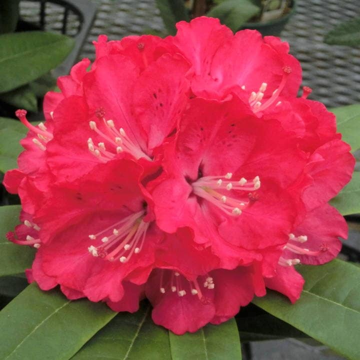 シャクナゲ スーパーローディー 5号 スカーレットオハラ｜花木01-D1