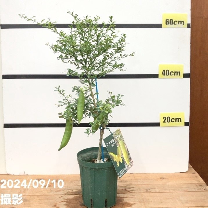 フィンガーライム実付き7号鉢大株 全長80cm 品種不明のため特価