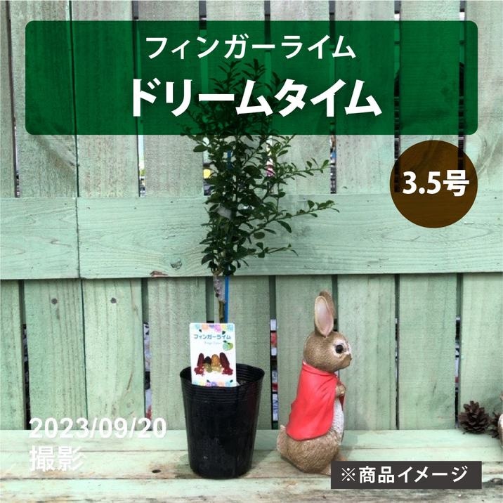 ④ஐ3種*ஐフィンガーライム・苗木【ドリームタイム・ジャリレッド・パープルブリス 楽天市場】フィンガーライム 苗木 3.5号 ブッシュキャビア キャビア