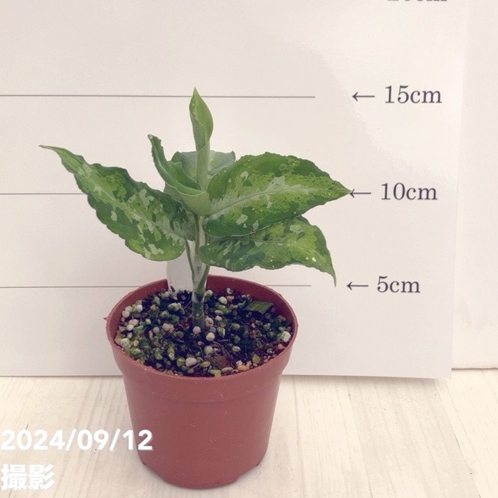 【現品お届け】アグラオネマ ピクタムトリカラー 3号（1）｜観葉01-D1
