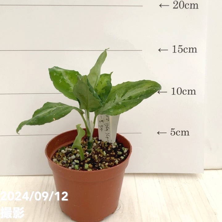 【現品お届け】アグラオネマ ピクタムトリカラー 3号（2）｜観葉01-D1