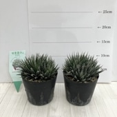 アンスリウム レガレ 皇火燭 Anthurium regale 2.5号｜観葉04-PA