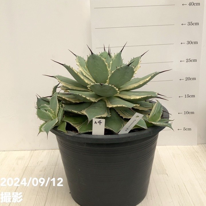 パリートランカータ　選抜株　US株　40cm パリートランカータ選抜株US株40cm