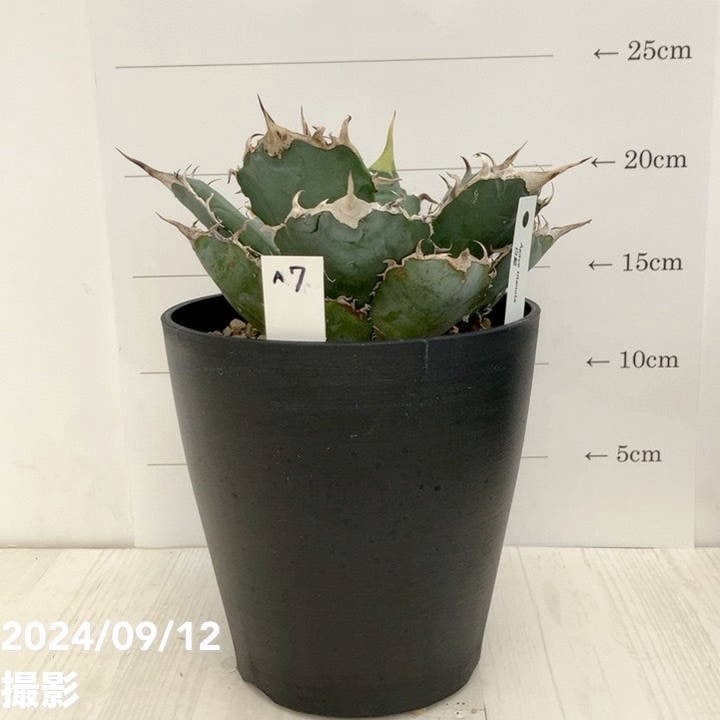 大特価ロックアガベ