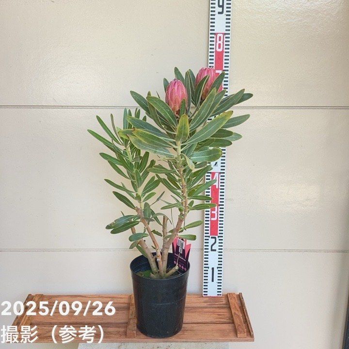 プロテア：スペシャルピンクアイス 6号鉢植え（花終わり） の通販