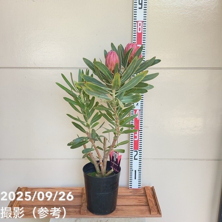 プロテア スペシャルピンクアイス 2個セット プロテア スペシャルピンクアイス（2花付き）6号｜花木04-PA