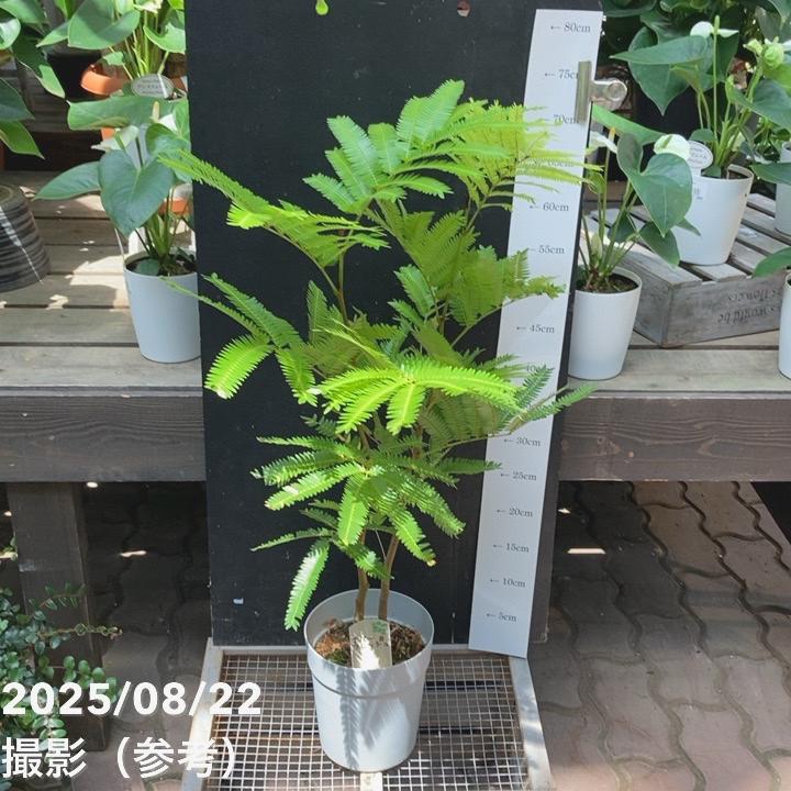 ネムノキ エバーフレッシュ 5号｜観葉04-PA