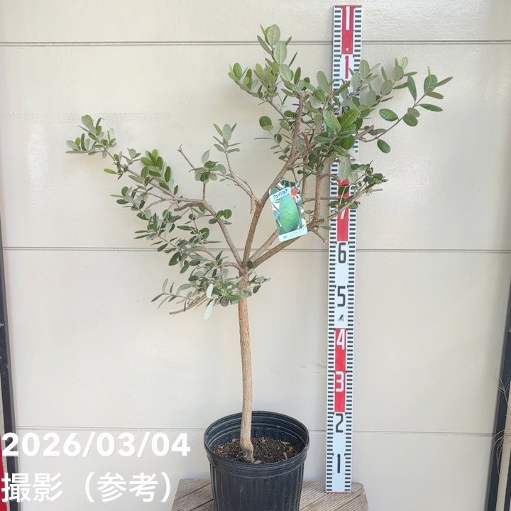 果樹,[珍しい果樹]の購入なら赤塚植物園オンライン 花の音｜花苗