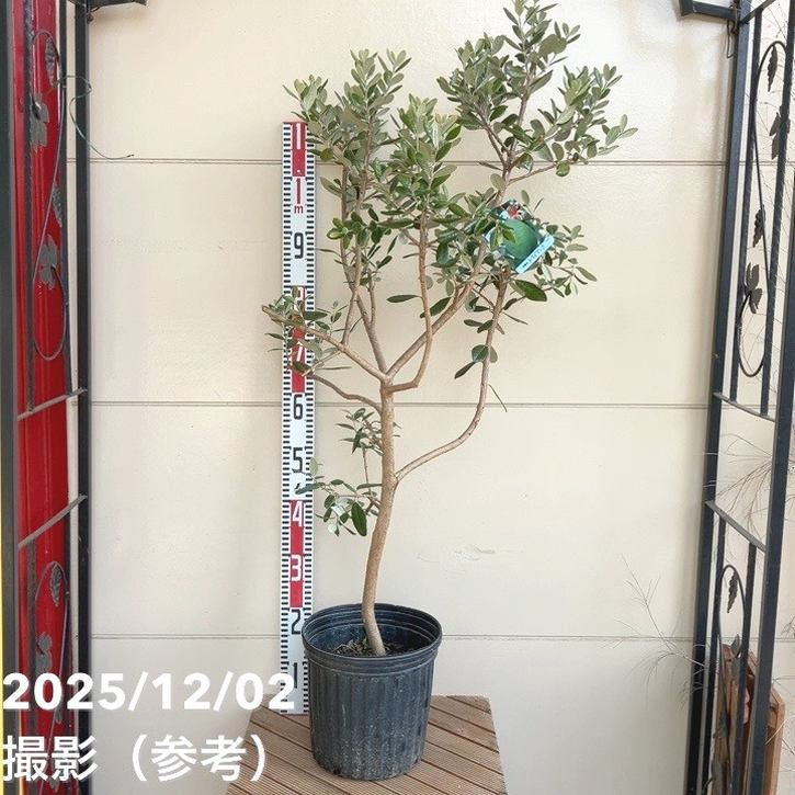 フェイジョア トライアンフ 8号ポット｜SG（代引き不可）｜果樹04-PA