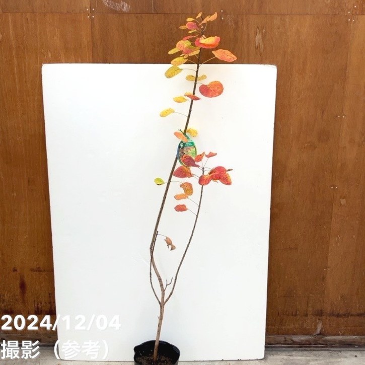 スモークツリー ゴールデンスピリット 6号ポット PVP|s200|花木10-TU